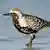 The Grey Plover pictured on Wallasea