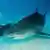 Zum Thema - Deutsche Touristin Jana Lutteropp stirbt nach Hai-Attacke