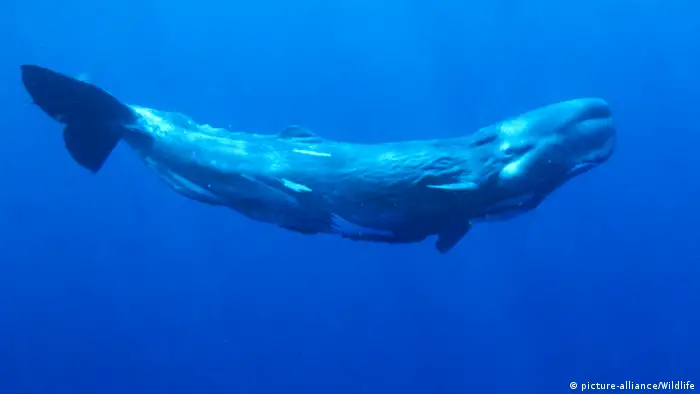 Sperm whale in the water
