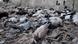 Pigeons lie on the ground after dying from what activists say is the use of chemical weapons by forces loyal to President Bashar Al-Assad in the Damascus suburbs of Arbeen August 24, 2013. Picture taken August 24, 2013. REUTERS/Ammar Dar (SYRIA - Tags: POLITICS CIVIL UNREST CONFLICT ANIMALS TPX IMAGES OF THE DAY) Pigeons lie on the ground after dying from what activists say is the use of chemical weapons by forces loyal to President Bashar Al-Assad in the Damascus suburbs of Arbeen August 24, 2013. Picture taken August 24, 2013. REUTERS/Ammar Dar (SYRIA - Tags: POLITICS CIVIL UNREST CONFLICT ANIMALS TPX IMAGES OF THE DAY)