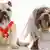 Bulldogge Hunde Hochzeit Hochzeitspaar Symbolbild