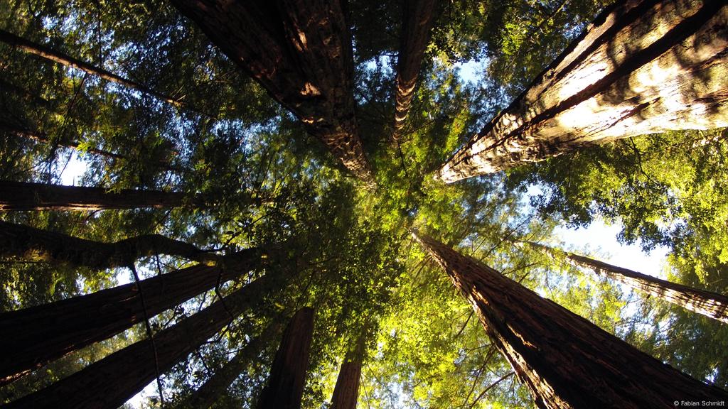 Planting Giant Trees Across Borders Proves Difficult Global Ideas Dw 02 12 2014