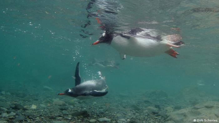 Pingvini, zaštićena vrsta Južnog pola