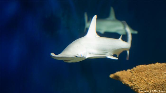 El tiburón cabeza de pala (Sphyrna tiburo).
