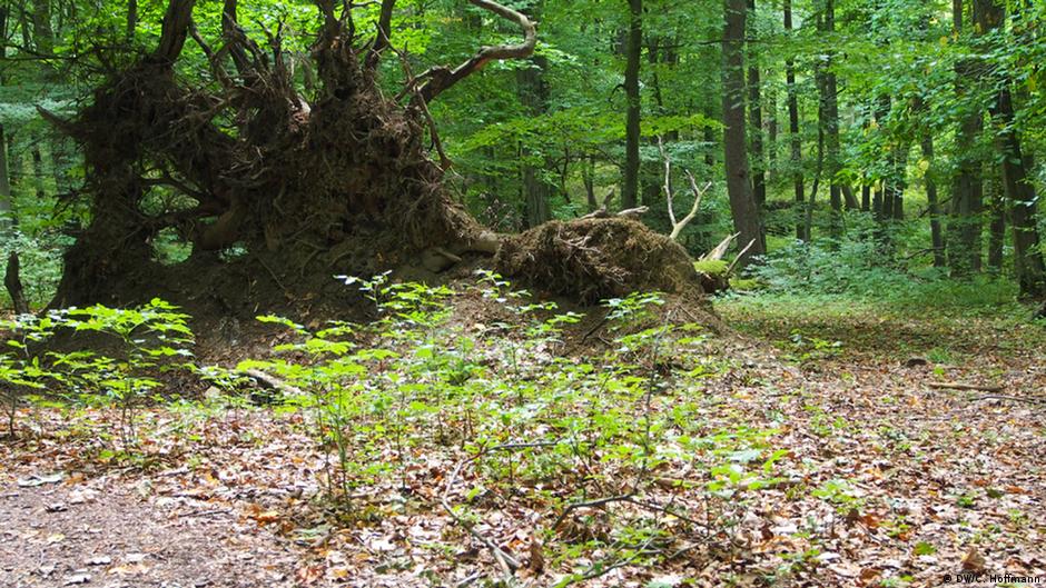 Don T Buy A Christmas Tree Plant One Environment All Topics From Climate Change To Conservation Dw 21 12 2018