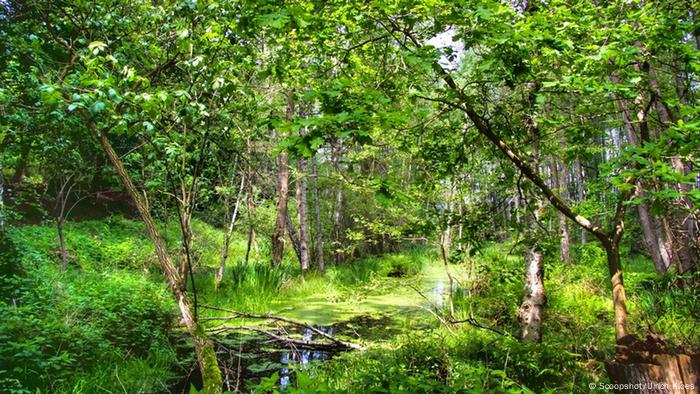 Der Müritz Nationalpark in Mecklenburg-Vorpommern