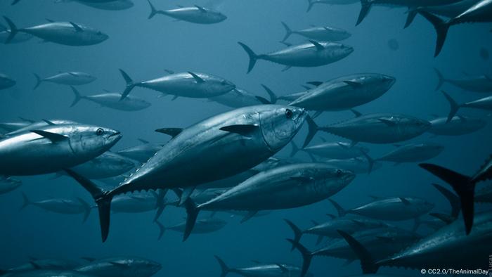 اكتشاف أسماك التونة الأمريكية الملوثة بالإشعاع من فوكوشيما متفرقات نافذة عربية DW على حياة المشاهير وأحداث مضحكة DW 30 04 2014