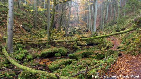 Herbst in der Monbachtal-Schlucht