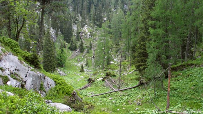 Reiteralpe im Nationalpark Berchtesgaden