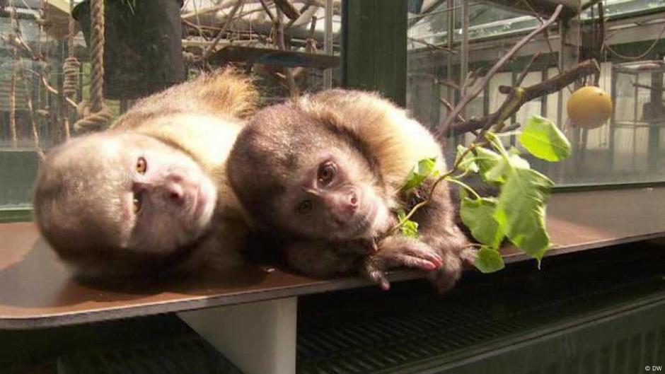 Discussion Is it wrong to keep animals in zoos? DW 10/03/2013