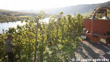 Thieves steal entire vineyard of grapes in Germany