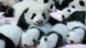 China Panda Babies China Panda Babies