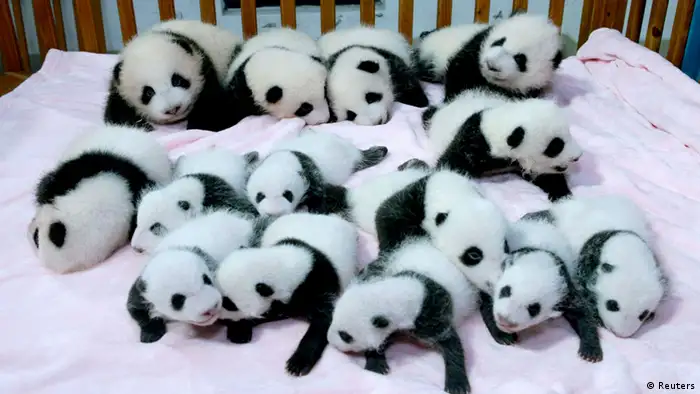 China Panda Babies