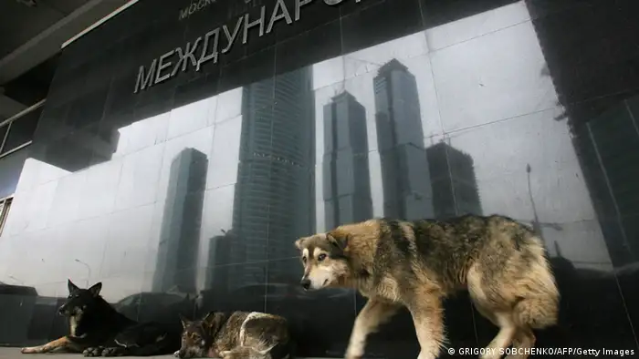 Hunde in Moskau (Foto: GRIGORY SOBCHENKO/AFP/Getty Images)