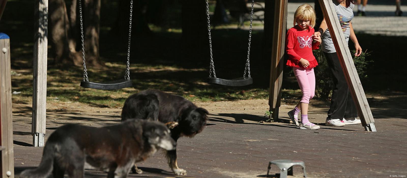 Cómo los parques caninos están siendo temas de controversia en