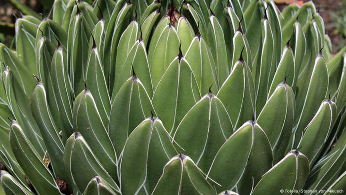 Agaven Agave Pflanze (Fotolia/Stephan von Mikusch)