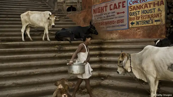 Kühe auf einer Treppe in Indien (Foto: Getty Images)