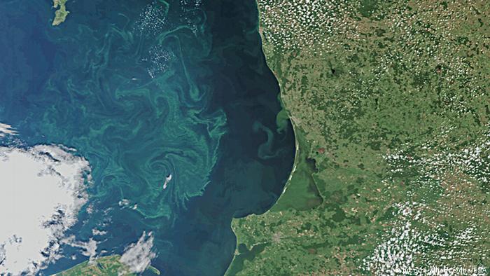 Problem glonowych dywanów nie jest nowy - zdjęcie satelitarne Bałtyku z 2010 r. z Zatoką Gdańską, wybrzeżem Obwodu Kaliningradzkiego, Litwy i południowego wybrzeża Gotlandii