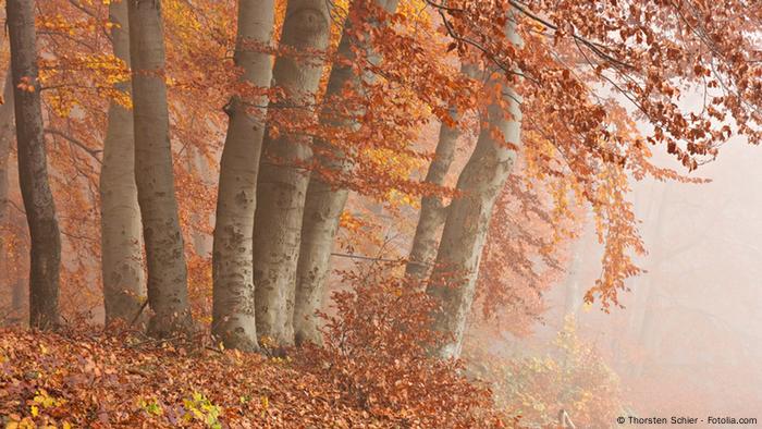 Autumn beech forest