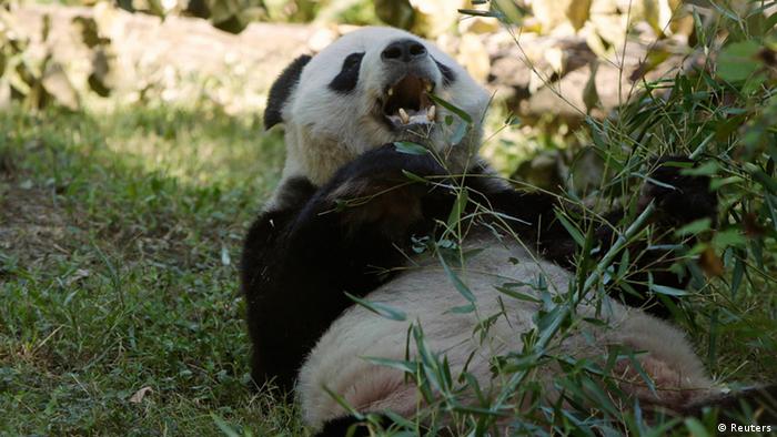 Tian Tian, a giant panda at the Smithsonian's National Zoo, eats bamboo in Washington September 30, 2013. Photo: REUTERS/Gary Cameron
