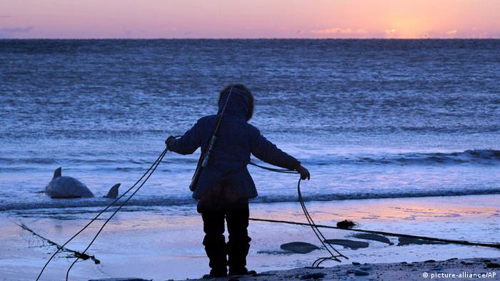 A hunter in Alaska pulling in a whale carcas