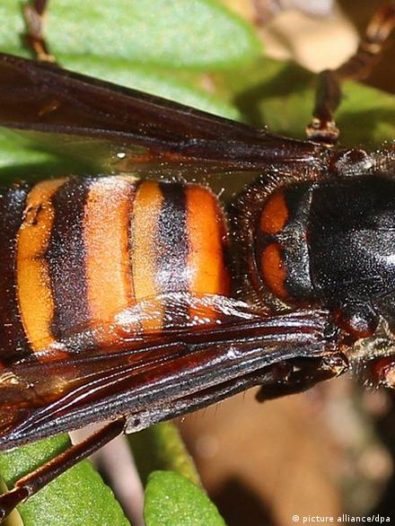 Yalangoch Marina Bezruk