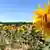 Sonnenblumenfeld in Spanien (Bild: DW TV)