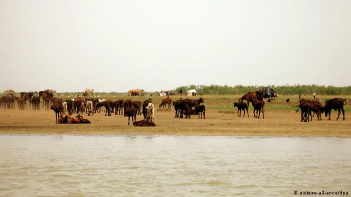 Cattle graze on the banks of Lake Chad. As the area around Lake Chad dries up, cattle herders are moving closer to the lake, altering its ecosystem. One of the largest lakes in the world, central Africa's Lake Chad, is drying up. After four decades of rising temperatures, diminishing rainfall and soaring population growth, a lake that once covered some 9,000 square miles- roughly the area of New Jersey- has shrunk to less than 2 percent of its original size. Today the lake would barely cover Brooklyn and Manhattan. Foto: Shashank Bengali/MCT /Landov +++(c) dpa - Report+++