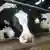 Коровы в немецком молочном хозяйстве
