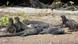 Iguanas on the Galapagos Islands ( Manuela Kasper-Claridge) Iguanas on the Galapagos Islands ( Manuela Kasper-Claridge)