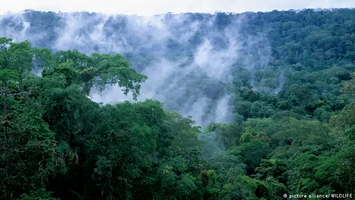 Kongobecken Regenwald Nebel Kongo Afrika 