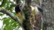 Bildergalerie Waldprodukte Guatemala Bildergalerie Waldprodukte Guatemala