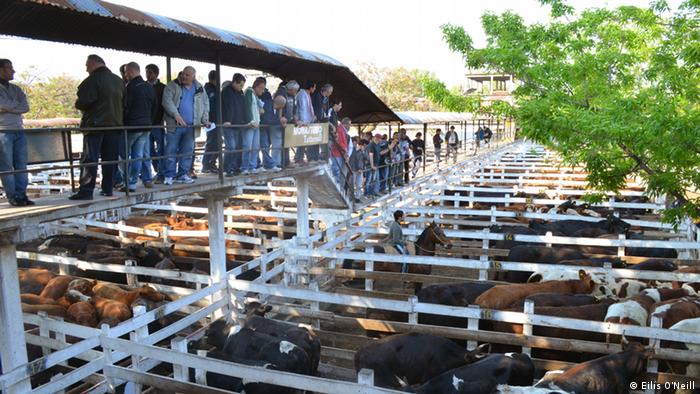 Argentinien - World Food Day Rinder Markt