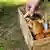 Eine Frau trägt einen Pilzkorb voller Maronen-Röhrlinge am 28.09.2013 in einem Wald in Briesen (Brandenburg). Der Maronen-Röhrling (lat. Boletus badius) im Volksmund auch Marone oder Braunkappe genannt. Foto: Patrick Pleul pixel S