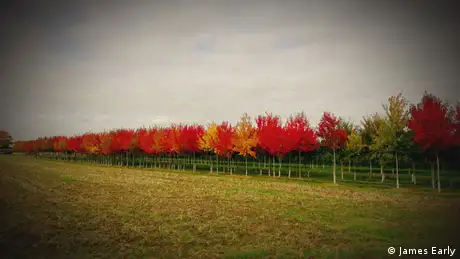 Blätter auf den Bäumen in Nordrhein Westfalen im Herbst 