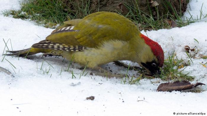 How Hedgehogs Birds And Mice Survive In Frigid Winters All Media Content Dw 02 03 2018