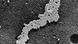 Imagen aumentada de un poliovirus Imagen aumentada de un poliovirus