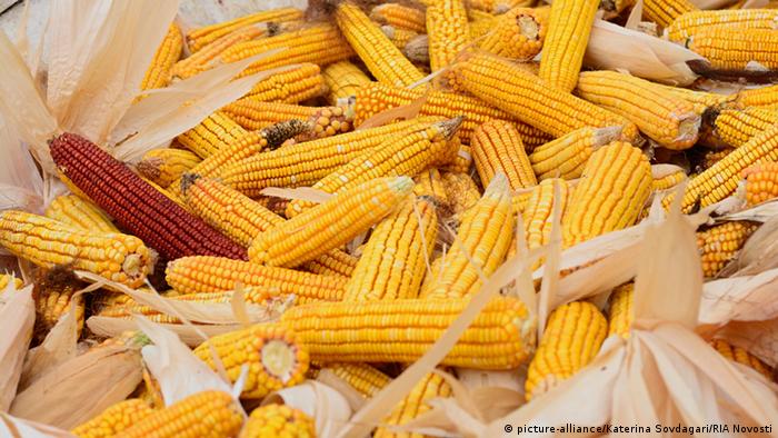 Corn cobs (Photo: Katerina Sovdagari/RIA Novosti)