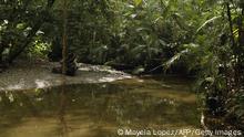 Costa Rica ganó la batalla a la deforestación