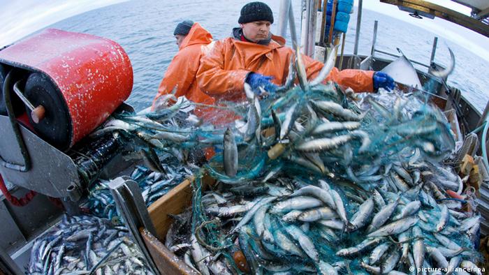 Fishers collect herring off the coast of Germany. (Photo: Jens Büttner/dpa)