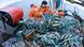Fishers collect herring off the coast of Germany. (Photo: Jens Büttner/dpa) Fishers collect herring off the coast of Germany. (Photo: Jens Büttner/dpa)