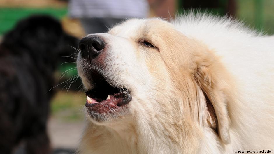 Собака бэбэбэ. “громкие” породы собак. Пес лает. Лай запись. Лай собаки звук.