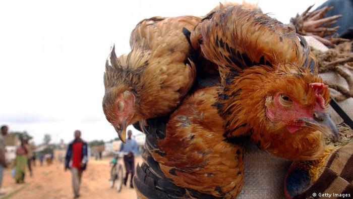 Tote Hühner auf einem Markt im Kongo (Foto: Getty Images)