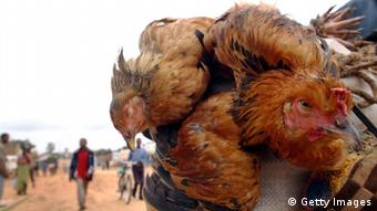 Hühnermarkt in Buni/ DRC Foto: Spencer Platt/Getty Images