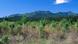 Reforestation in South Africa Reforestation in South Africa