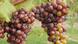 Weinrebe mit fauligen Trauben (Foto: Fotolia/frederic49) Weinrebe mit fauligen Trauben (Foto: Fotolia/frederic49)