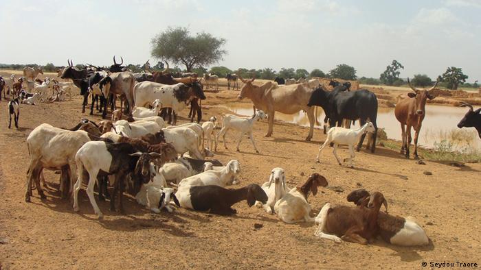 Sheep and cattle at a water point in Sahel Region, Northern Burkina Faso. (Photo credit: Seydou Traore)