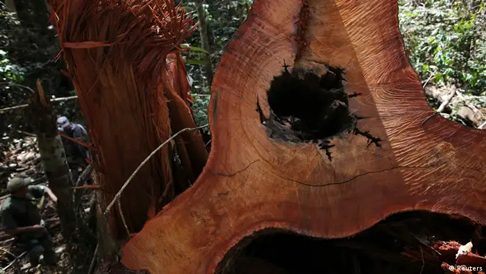 Bildergalerie Amazon Regenwald Rodung