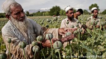 Афганские крестьяне осматривают урожай опийного мака на поле вблизи Джелалабада 