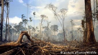 Zerstörter Regenwald (Foto: picture alliance/wildlife)